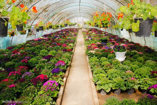  مجموع اراضی گلخانه‌ای آذربایجان شرقی به 800 هکتار خواهد رسید