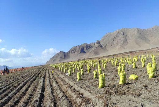 برداشت زود هنگام سیب‌زمینی در اقلید  