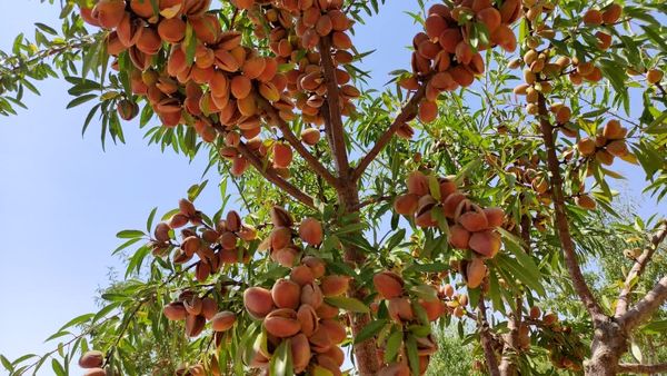 اجرای طرح پایلوت ارقام امیدبخش بادام در چهارمحال و بختیاری با هدف مقابله با سرمازدگی و آفات