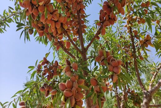 اجرای طرح پایلوت ارقام امیدبخش بادام در چهارمحال و بختیاری با هدف مقابله با سرمازدگی و آفات