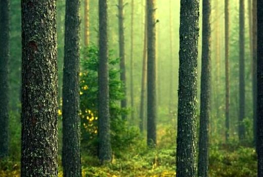 پیش‌بینی احیا و توسعه 70 هزار هکتار از اراضی جنگلی تا پایان سال99