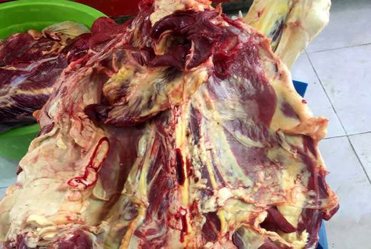 کشف لاشه گاو مبتلا به بیماری زردی