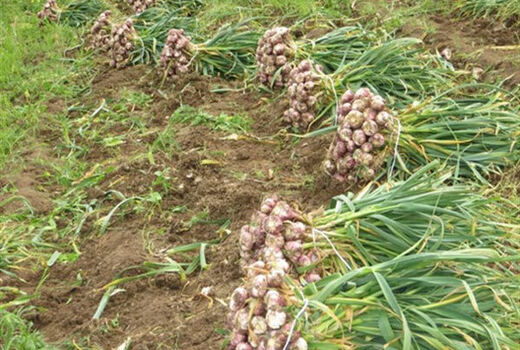 کشت سیر در اراضی کشاورزی شهرستان البرز آغاز شد