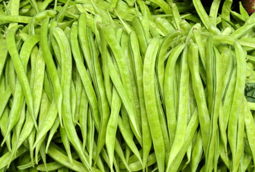 کشت موفقیت آمیز گیاه گوار برای اولین بار در دشتستان 