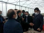 اختصاص 3 میلیارد ریال تسهیلات یارانه ای برای توسعه طرح پیوند سرشاخه کاری درختان گردو