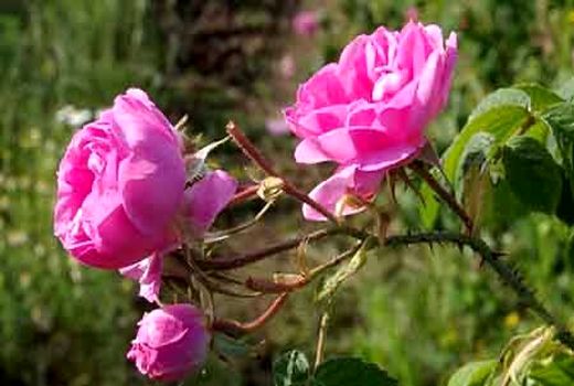 پیش بینی برداشت ۱۶۵ تن گل محمدی از سطح باغات شهرستان هرسین