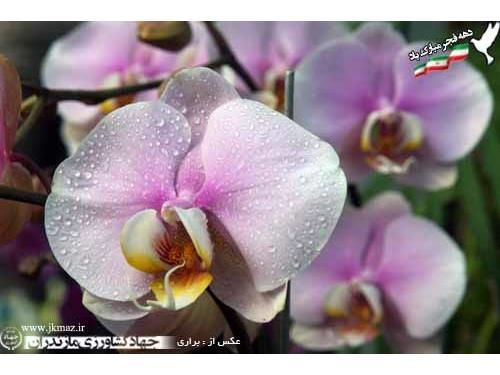 14 مجوز پرورش گل و گیاه زینتی و دارویی در نوشهر صادر شد