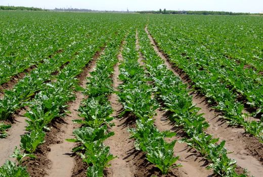 قرارداد کشت چغندرقند در سطح ۱۱۵۰ هکتار از مزارع استان قزوین