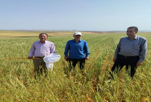مبارزه با آفت سن گندم در سطح ۸۵ هزار هکتار از اراضی استان آذربایجان شرقی