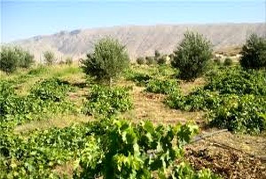 آغاز عملیات اجرایی فاز نخست طرح توسعه باغات دیم در روستای سرتشنیز