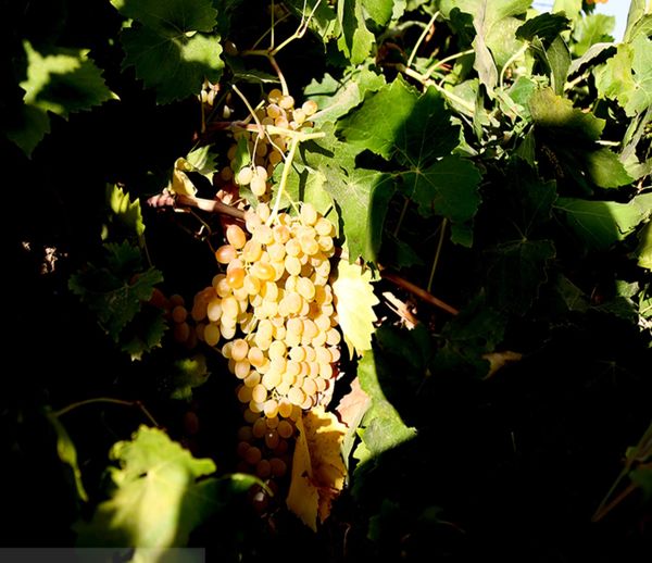 عملکرد ۶۴ تن انگور در هکتار در تاکستان های گهرو ثبت شد