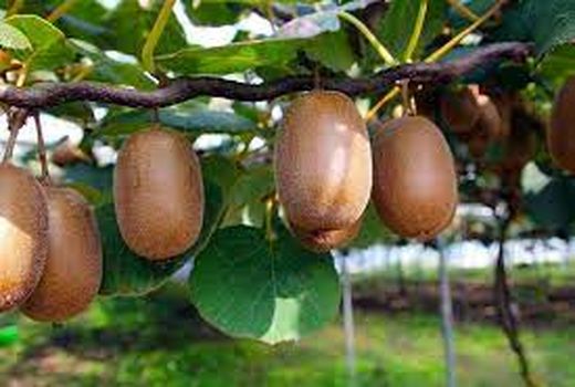 صادرات محصولات کشاورزی از آبادان فقط با کد QR