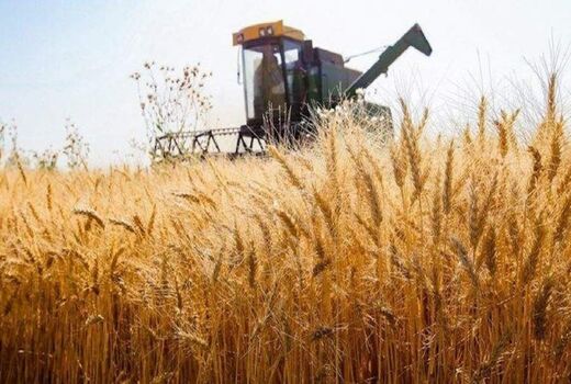 اجرای طرح جهش تولید در ۲۰ هزار هکتار از دیم‌زارهای استان بوشهر