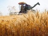 اجرای طرح جهش تولید در ۲۰ هزار هکتار از دیم‌زارهای استان بوشهر