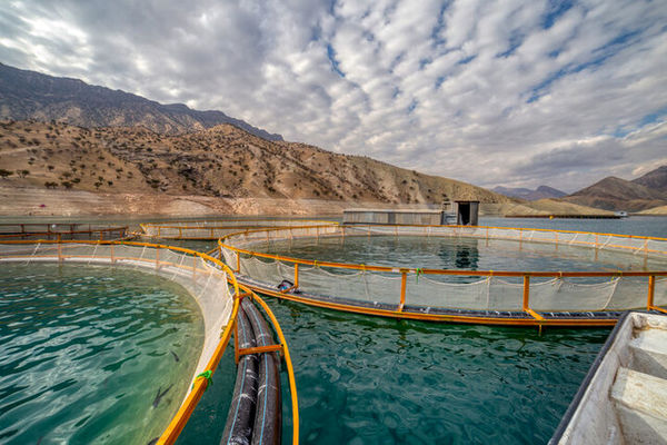 تولید 8 هزار تن ماهی در قفس در چهارمحال و بختیاری