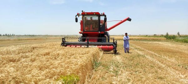 برداشت مکانیزه گندم از سطح ۴۶ هزار هکتار زمین‌های کشاورزی سیستان