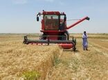 برداشت مکانیزه گندم از سطح ۴۶ هزار هکتار زمین‌های کشاورزی سیستان