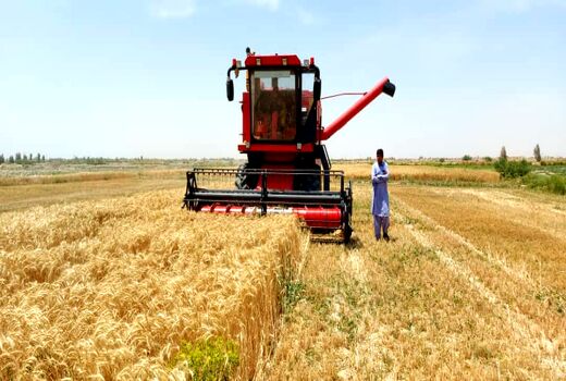 برداشت مکانیزه گندم از سطح ۴۶ هزار هکتار زمین‌های کشاورزی سیستان