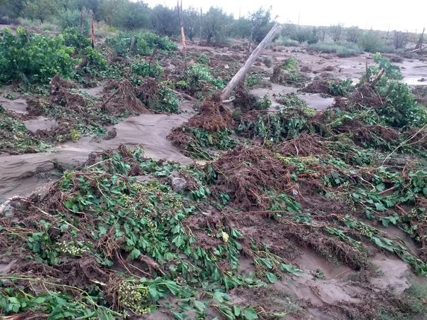 خسارت های سیل به کشاورزی خرم بید برآورد شد 