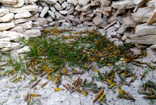 عملیات مبارزه با ملخ در خراسان رضوی
