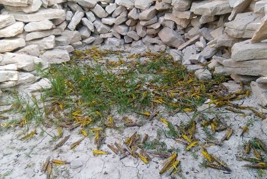 عملیات مبارزه با ملخ در خراسان رضوی