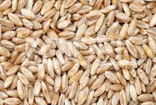 کشت قراردادی گندم دوروم در فارس اجرایی می‌شود