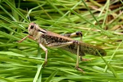  آمادگی استان کرمان برای مبارزه با ملخ دریایی در سطح ۱۰ تا ۱۵ هزار هکتار 