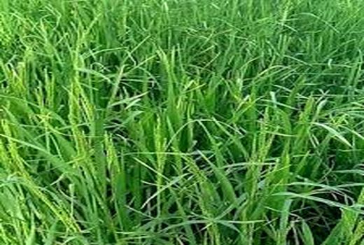 خشکه کاری باعث کاهش مصرف آب در برنج به میزان یک سوم می‌شود