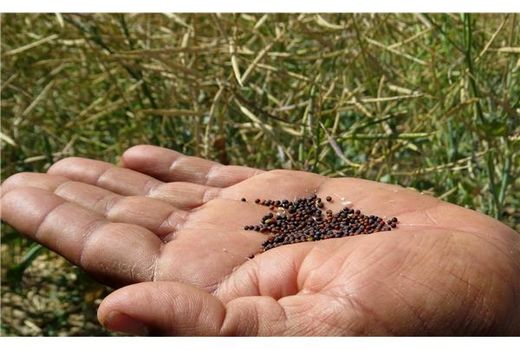 تولید 5400 تنی کلزا در ساری