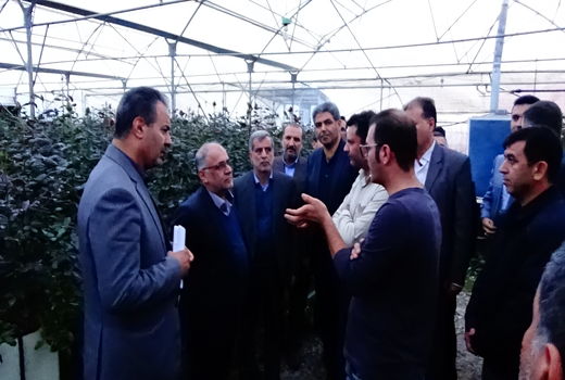 بازدید استاندار و رئیس جهادکشاورزی استان زنجان از شهرک گلخانه‌ای پردیس