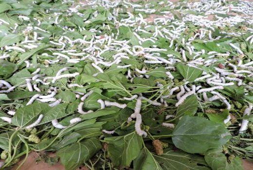 توزیع 300جعبه تخم نوغان در استان تهران