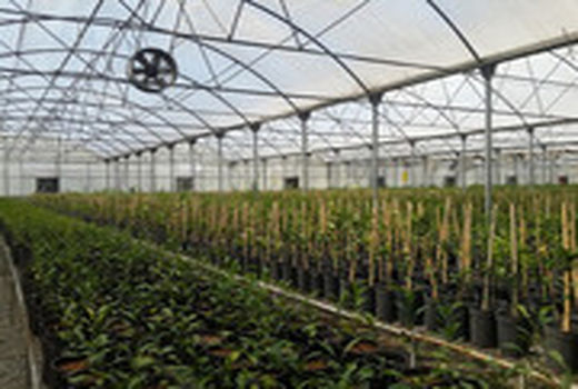 احداث باغ تولید نهال گواهی شده با ۸۰ رقم درخت در اصفهان