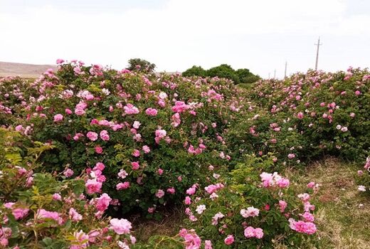 برداشت گل محمدی در سرچهان