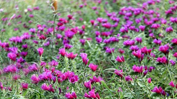 اختصاص 4هزار و ۹۴۳ هکتار از اراضی چهارمحال و بختیاری به کشت گیاهان دارویی