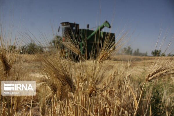 برداشت جو در بیش از ۲ هزار هکتار مزارع مریوان آغاز شد