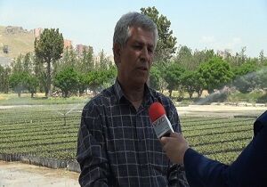توسعه کشت گیاهان دارویی در اراضی ملی کردستان