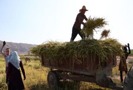 آغاز برداشت دانه روغنی کنجد از مزارع لارستان 