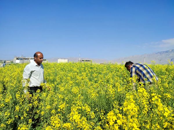 کاشت کلزا در داراب آغاز شد