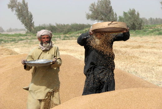 31 هزارتن گندم مازادخریداری شد