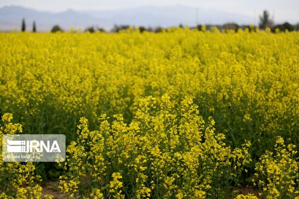 برداشت کلزا در اراضی کشاورزی دهگلان از هفت تن در هکتار گذشت