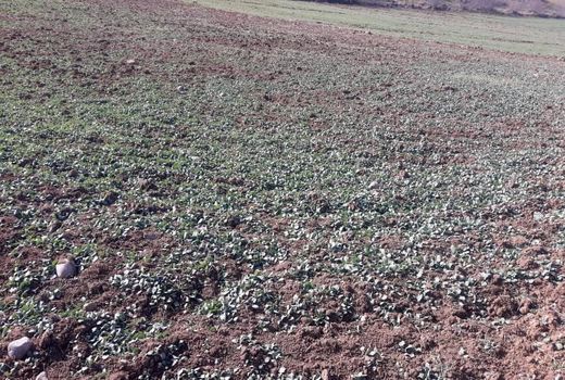 ترویج توسعه کشت گیاه کاملینا در شهرستان خداآفرین