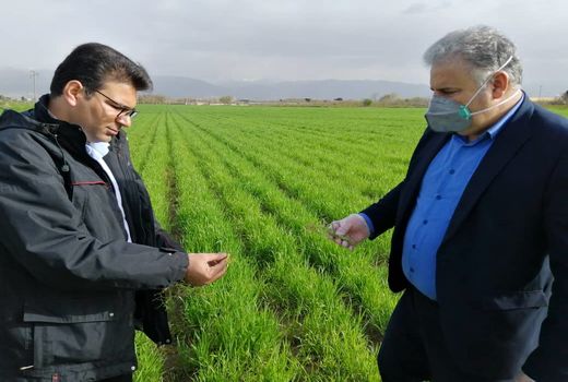 مبارزه با آفات باغی در بیش از 3هزارهکتار از باغات شهریار