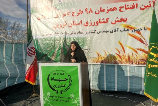 تولید 300 هزار تن گندم در استان قزوین