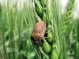 «تهیه فرم های پایش مبتنی بر نمونه برداری سریع از جمعیت سن گندم»