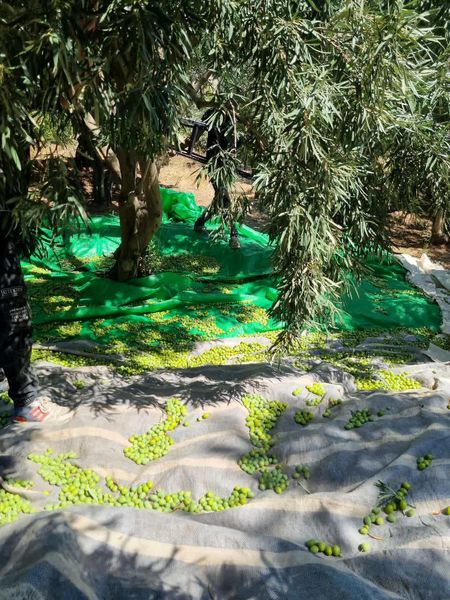 پیش‌بینی برداشت 150تن زیتون از باغ‌های شهرستان نی‌ریز