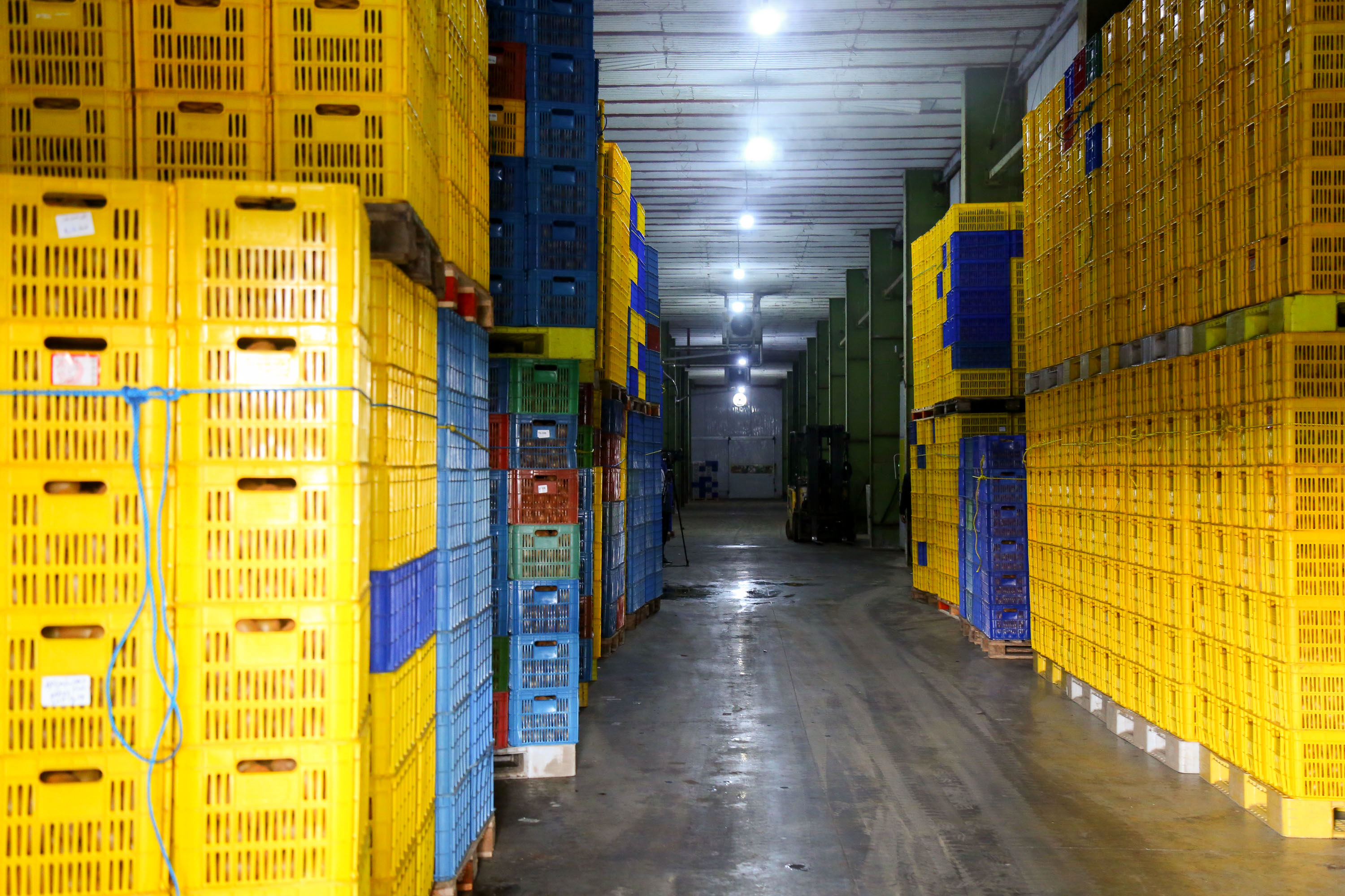  میوه ای شگفت انگیز به نام کیوی 