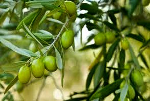 توسعه  2400 هکتار  باغ  زیتون در سال گذشته