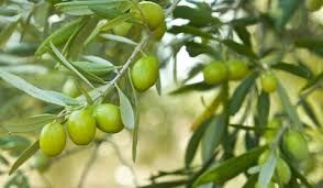 توسعه  2400 هکتار  باغ  زیتون در سال گذشته