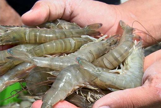 فعالان پرورش میگوی استان بوشهر هشدارهای مرگ زودرس را جدی بگیرند 