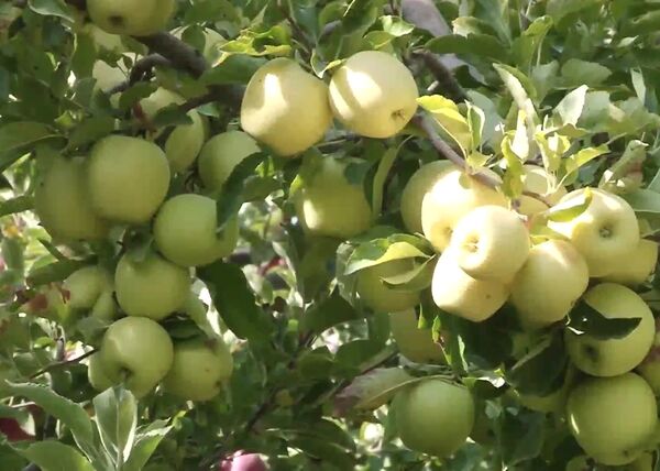 موفقیت باغدار مراغه‌ای در افزایش تولید سیب درختی
